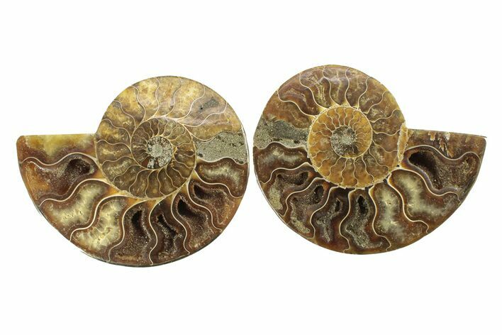 Cut & Polished, Agatized Ammonite Fossil - Madagascar #270267